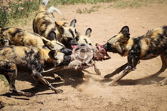 African Wild Dog