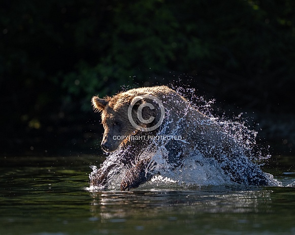 Bear pouncing on a fish in the water