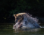 Bear pouncing on a fish in the water