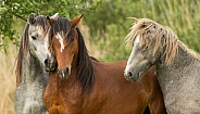 Carneddau Ponies