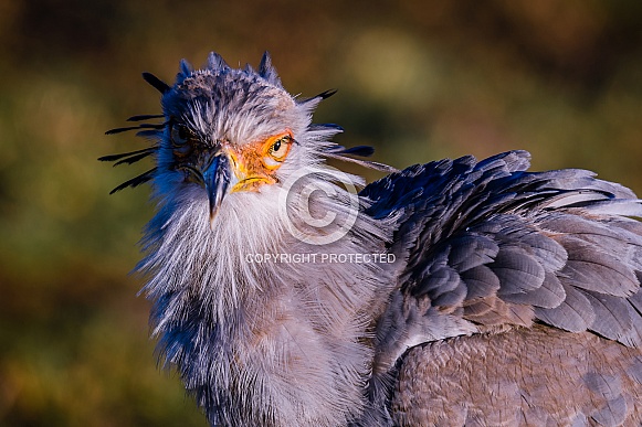 Secretary Bird Secretary Bird