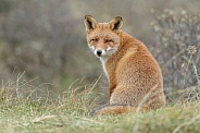 Red fox in the Dutch dunes