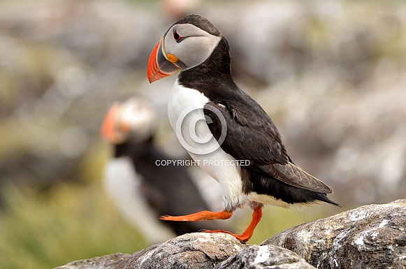 Puffin