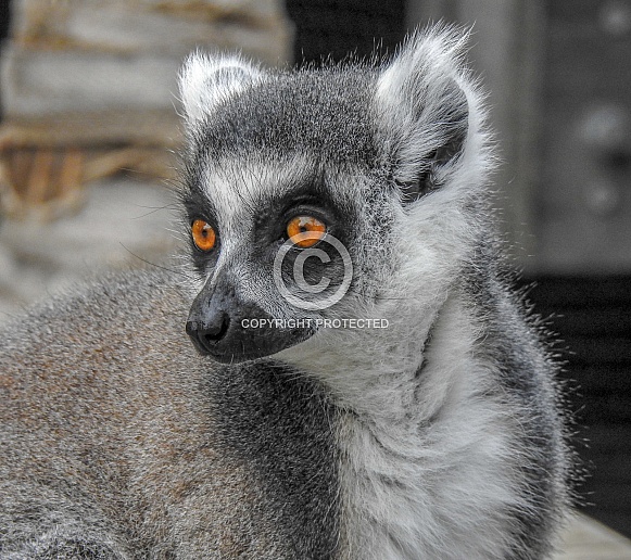Lemur Lemur