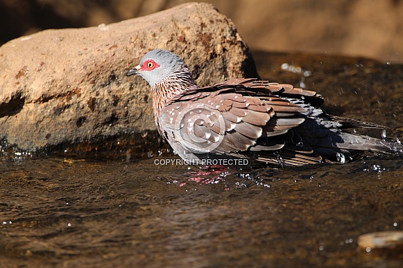 Rock pigeon