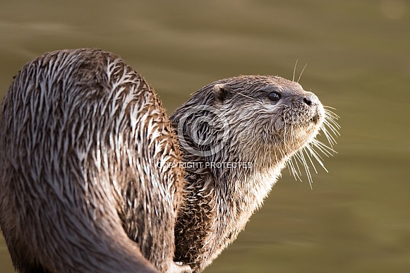 Asian short-clawed otter