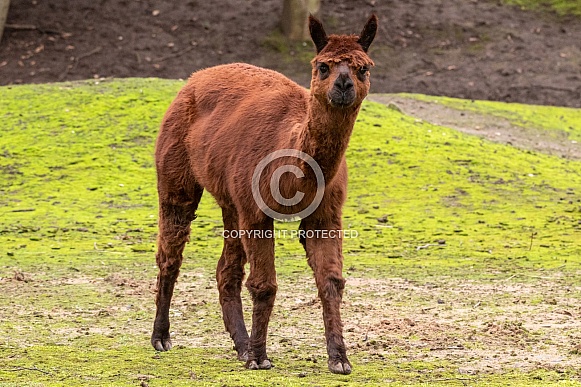 Alpaca Full Body