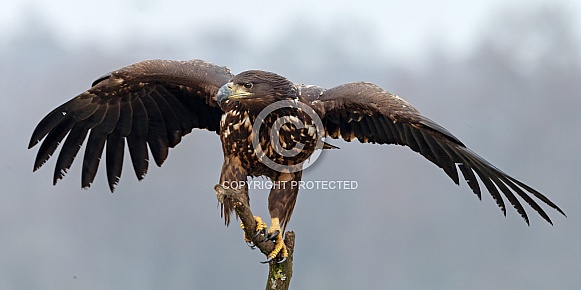 White tailed eagle or European Eagle