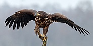 White tailed eagle or European Eagle