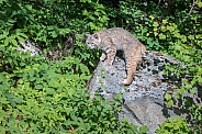 Bobcat on the Rocks