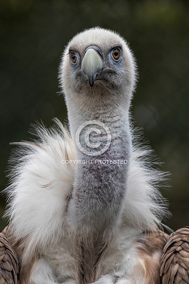 Griffon Vulture Close Up Looking At Camera