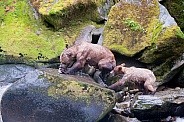 Wild adult grizzly with cub