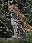 Persian Leopard