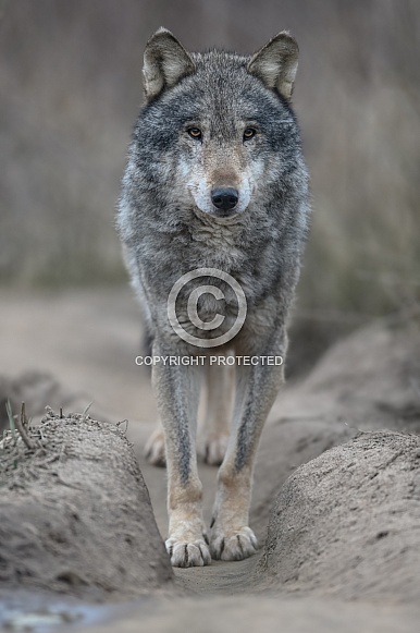 Grey Wolf