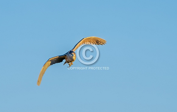Night Heron flying in the sky towards the camera Night Heron flying in the sky towards the camera