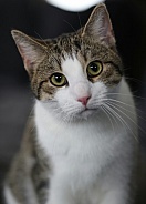 Domestic cat 
