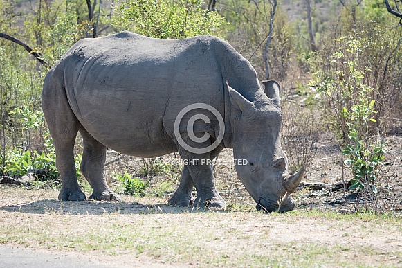 White Rhino