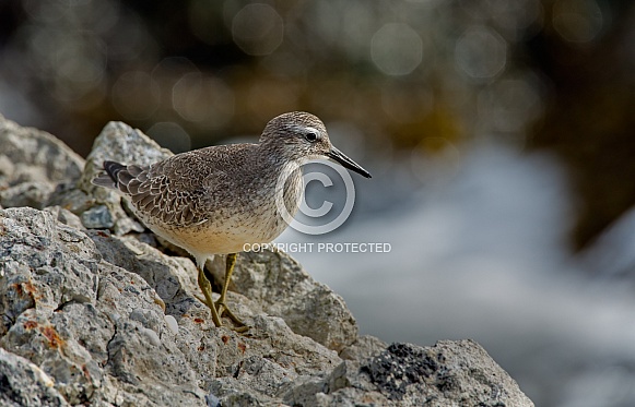 The red knot (Calidris canutus)