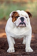 Front on photo portrait of a bulldog