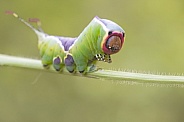 Puss moth caterpillar