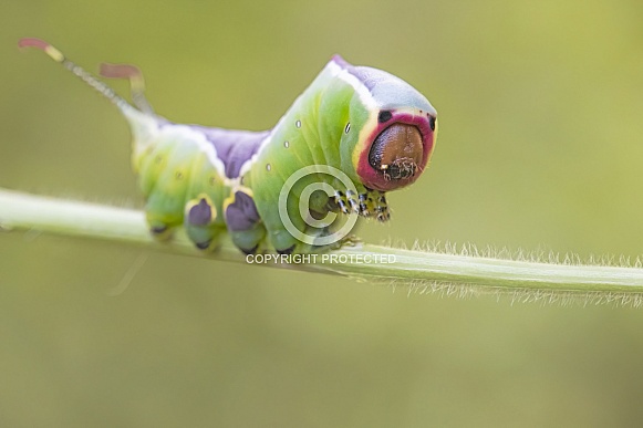 Puss moth caterpillar