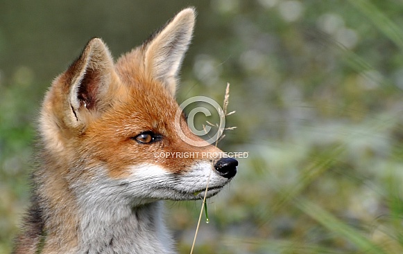 Red Fox Red Fox