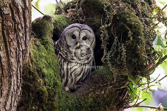 Barred Owl