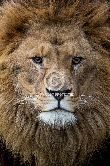 African lion