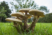 Toadstools growing on a garden lawn