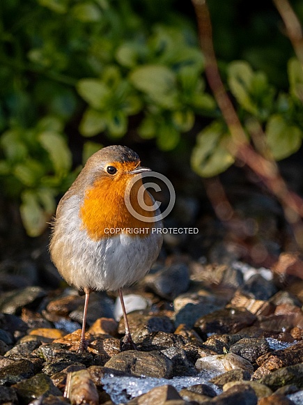 European Robin