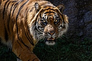 Sumatran Tiger--On The Prowl