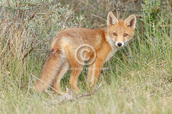 Red fox cubs
