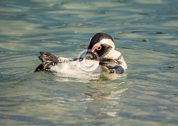African Penguin African Penguin