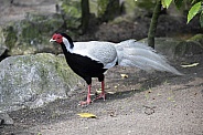 Partridge bird
