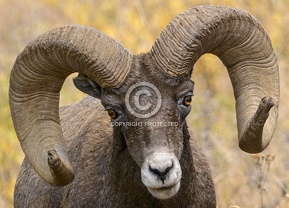 Big Horn Sheep