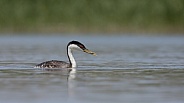 Western Grebe, Aechmophorus occidentalis