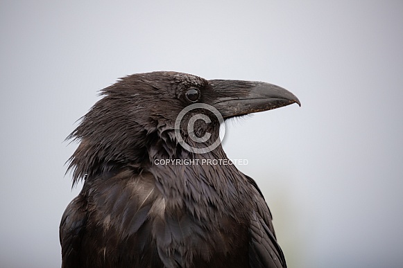 Raven portrait looking to the right.  Corvus corax