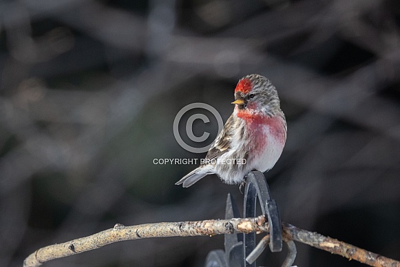Common Male Redpoll Perching on a Branch