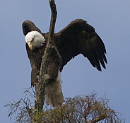 Bald Eagle