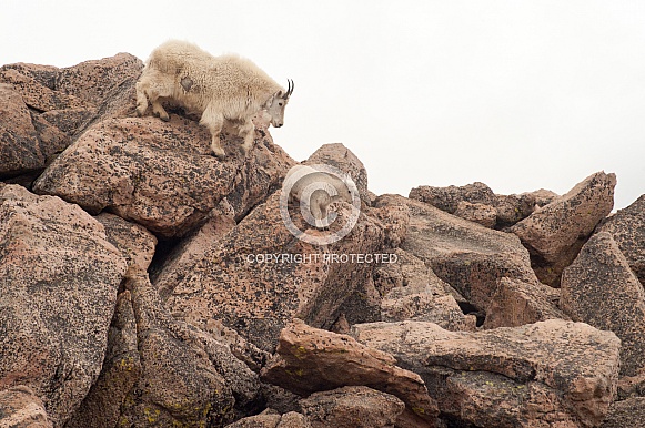 Nanny mountain goat with kids descending rock face