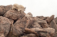 Nanny mountain goat with kids descending rock face