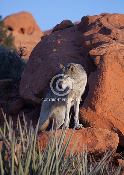 wolf, canis lupis wolf, canis lupis