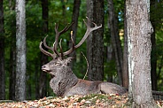 Red deer stag