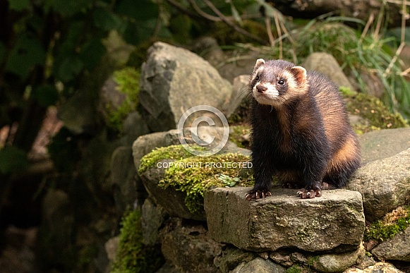European Polecat On Rocks European Polecat On Rocks