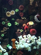 Colourful Sea Urchins