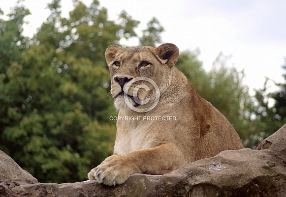 Lioness
