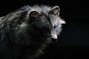 Common Raccoon Dog