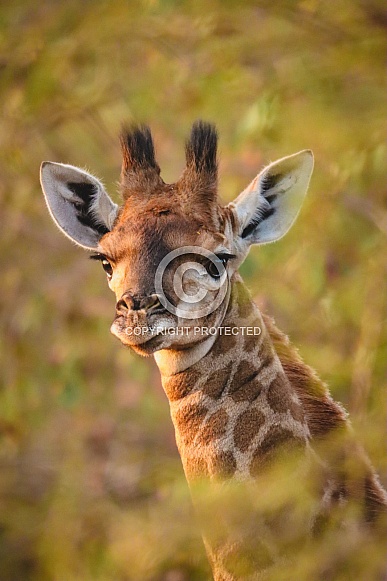 Giraffe Foal