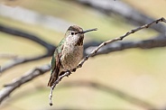 Anna's Hummingbird Female or Immature