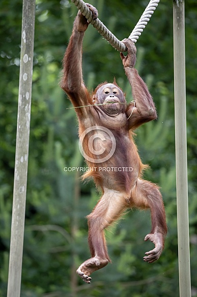 Bornean orangutan (Pongo pygmaeus) Bornean orangutan (Pongo pygmaeus)